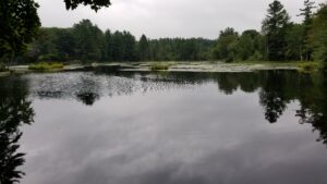 Beaver Pond